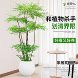 叹为观止 大型盆栽 单杆辫子发财树天堂鸟绿萝散尾葵办公室内开业乔迁礼品 南天竹-1.5-1.6米【圆球盆】 含盆