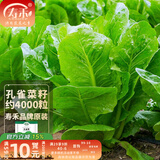 寿禾 生菜种子四季播紫色夏秋蔬菜莱种紫叶家庭种寿光菜籽叶菜种籽 孔雀菜种子约4000粒（5g）