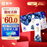 蒙牛纯甄甄酸奶寒地蓝莓风味酸奶PET瓶230g×10瓶