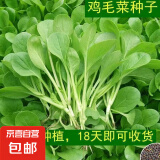四季蔬菜种子大全菠菜香菜生菜油麦菜苋菜鸡毛菜芹菜矮脚黄蔬菜籽 四季鸡毛菜种子1包约2000粒