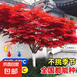 红枫树日本红枫树苗造型别墅庭院园林绿化苗盆栽红枫树苗 四季红 包品种 中国红【三季红】 6厘米粗2米高左右树形优美带土球