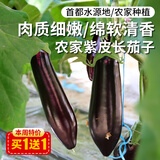 密农人家新鲜紫皮长茄子 皮儿薄肉厚 农家种植长茄子现摘现发 茄子500g