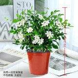 九里香盆栽浓香水培植物四季好养树苗室内好养花卉驱蚊竹柏绿植 九里香15-20颗原盆原土1盆 送肥料