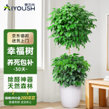 爱优尚幸福树盆栽客厅室内大型绿植办公室乔迁新家绿宝净化空气源头直发