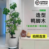 叹为观止大型植物发财树各种大颗盆栽开业乔迁客厅办公室内好养大型花卉 造型鸭脚木【1.5-1.7米】 含盆