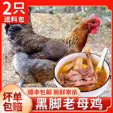 岽鲜 鸡 老母鸡 农家散养土鸡肉 新鲜冷冻整只炖汤鸡肉生鲜 黑爪老母鸡2只 净重3斤/只