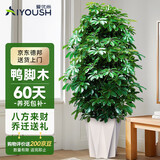 爱优尚八方来财鸭脚木客厅大型绿植盆栽室内吸甲醛乔迁发财树源头直发