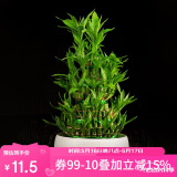 奥美优水仙花盆陶瓷铜钱草花盆一叶莲碗 睡莲水养水培花盆多肉花盆