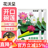 花沃里水培碗莲种子30粒*2 花卉种子荷花家庭盆栽鱼缸碗莲阳台办公庭院