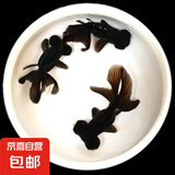【黑龙睛】耐活鱼苗幼苗懒人冷水鱼苗淡水大眼睛新手好养纯种龙晴摆摊 黑龙睛买2送1 4-6厘米【体质强健】