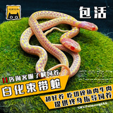 SMVP玉米蛇活物真蛇宠物蛇爬宠幼体翠青异宠白化蛇宠无毒黑王暴风雪盲 白化束带【苗】