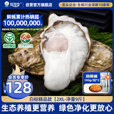 贝司令（BEISILING）【鲜活】乳山生态生蚝牡蛎贝类烧烤源头直发2XL净重9斤 海鲜水产