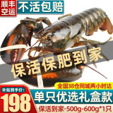 首鲜道【活鲜】波士顿龙虾鲜活波龙 大龙虾海鲜鲜活礼盒大虾年货礼盒 500-600g/只大龙虾*1只（净重）