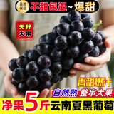 黄六爷 云南夏黑无籽葡萄新鲜水果现摘应当季大颗粒黑加仑提子孕妇水果 【果园采摘 香甜爆汁】 500g【1串】头茬现摘 无籽畅吃