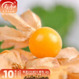 寿禾 东北姑娘果灯笼果种子洋菇娘黄金莓盆栽蔬菜阳台盆栽春夏种籽 洋姑娘果种子100粒+菇娘果秧6棵