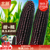 北蔬 黑甜糯玉米种子苗大棒可生食春季苞米种籽 昕糯9102玉米种子100g