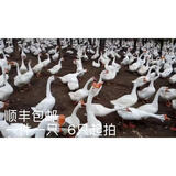 鹅活苗幼苗小鹅仔三花鹅四季鹅产蛋鹅皖西大白鹅杂交鹅活体 浙东白鹅苗/长13-16斤请拍6只