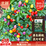 北蔬 七彩椒种子种苗五彩泡椒可观赏盆栽蔬菜种籽 七彩椒种子100粒