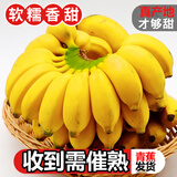 粤迎广西小米蕉新鲜香蕉香芭蕉香产地直发甜粉糯现摘现发芭蕉粉蕉自然 净3斤精选果【粉糯香甜】