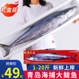 渔哥戏鱼鲅鱼销量5万+条 青岛大鲅鱼送礼礼盒鲅鱼整条海鱼马鲛鱼冷冻鲜活 5斤装/1条