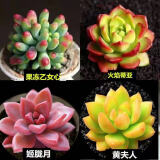多肉植物精选图片品种发货照图办公室室内阳台桌面图片品种指定品 乙女心+蒂亚+姬胧月+黄丽+盆土
