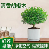 京云梦清香木盆栽胡椒木防蚊虫驱蚊草土培好养绿植室内塑料盆源头直发