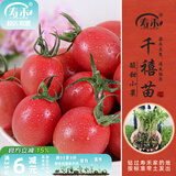 寿禾 蔬菜苗活苗带土发货大全菜苗种苗春夏各种秧苗山东寿光苗子阳台 千禧圣女果苗6棵带200g豆粕肥