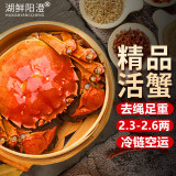 【活蟹】湖鲜阳澄 大闸蟹 去绳足重 2.3-2.6两 12只 鲜活六月黄现货超大螃蟹水产礼盒装