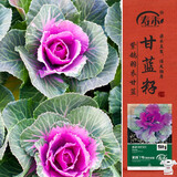 寿禾 羽衣甘蓝种子苗蔬菜春季耐寒菜籽 潍育紫鸽7号羽衣甘蓝种子30粒