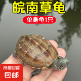 京喜自营-专用品牌安徽中华草龟外塘纯种金线观赏水龟情侣招财墨龟宠物小龟活物 1只单身 6-7厘米
