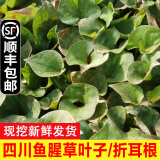 辰实【发顺丰】鱼腥草新鲜 折耳根叶子 侧耳根节节根蔬菜现挖发 4斤四川鱼腥草叶子