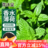 花沃里香水薄荷种子500粒/包花卉种子四季花种家庭盆栽土阳台庭院种