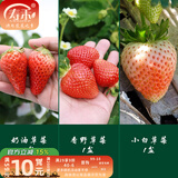 寿禾草莓苗带土发货大苗寿禾苗场四季带盆栽好夏秋批发奶油秧苗 【组合3盆】奶油香野小白各1盆