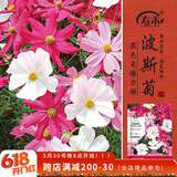 寿禾 格桑花种子种苗混色波斯菊花卉种籽 波斯菊种子(混色大花)1000粒