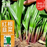 北蔬 紫根韭菜籽种子苗宽叶红根蔬菜种籽 紫根韭菜种子10g约1800粒