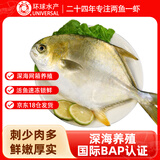 环球水产南海大规格金鲳鱼550g1条 BAP认证 海鱼 生鲜鱼类 火锅 海鲜水产