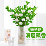临雅水培植物九里香盆栽桌面驱蚊绿植室内茉莉鲜花水养花卉懒人四季开 水培栀子花1盆