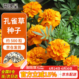 花沃里孔雀草种子约500粒 花卉种子四季花种子家庭盆栽土阳台庭院花坛种