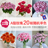 悦多彩AB级优质香水百合 家庭办公室各色生活鲜花 昆明基地 现采直发 单头玫瑰20支（随机1-2个色）