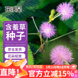花沃里含羞草种子约200粒 花种子家庭盆栽土花卉种子阳台办公庭院草籽