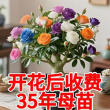 新品沙漠玫瑰重瓣大花浓香型多肉月季花植物四季易活懒人好养清仓 【重瓣3-5色】8年苗1盆/原土原盆【包成活】