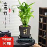 富贵竹盆栽植物室内净化空气绿植荷花竹办公室桌面四季好养小盆栽 荷花竹+节节高升盆+方底座【1盆】 盆口直径约8cm