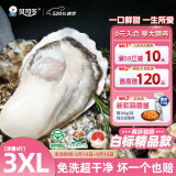 贝司令（BEISILING）【鲜活】乳山生态生蚝牡蛎贝类烧烤源头直发3XL净重4斤 10-15只装