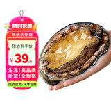 鲟食活冻大鲍鱼新鲜福建九孔鲍鱼国产 海鲜水产烧烤食材 8-10只/斤【超大鲍鱼3斤】