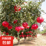 石榴树苗突尼斯软籽石榴苗大红袍蒙阳红盆栽地栽嫁接果树苗木 石榴4年苗【明年结果】