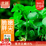 北蔬 豌豆尖种子种苗口口脆豌豆苗四季种蔬菜籽 胖胖尖豌豆尖种子40g