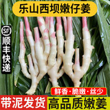 良知农哥【顺丰】新鲜现挖嫩姜 红芽嫩姜芽子姜 可做泡姜醋泡姜 四川乐山西坝嫩仔姜3斤 【嫩姜根部都会有丝哦】