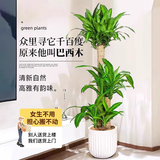 叹为观止 大型盆栽 单杆辫子发财树天堂鸟绿萝散尾葵办公室内开业乔迁礼品 巴西木1.4-1.6米【聚宝盆】 含盆