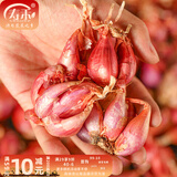 寿禾 四季红葱头小葱种子火葱头四川干皮夏秋蔬菜莱疏菜阳台种种籽 红葱头 1斤+50g有机肥