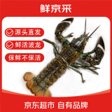鲜京采【活鲜】波士顿龙虾波龙450-550g/只 保鲜不保活 源头直发 端午